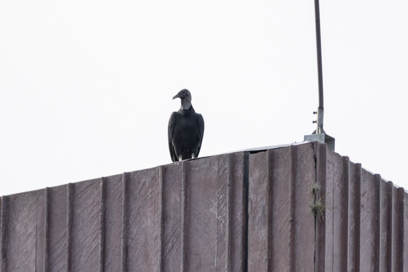 Black Vulture - ML614869266