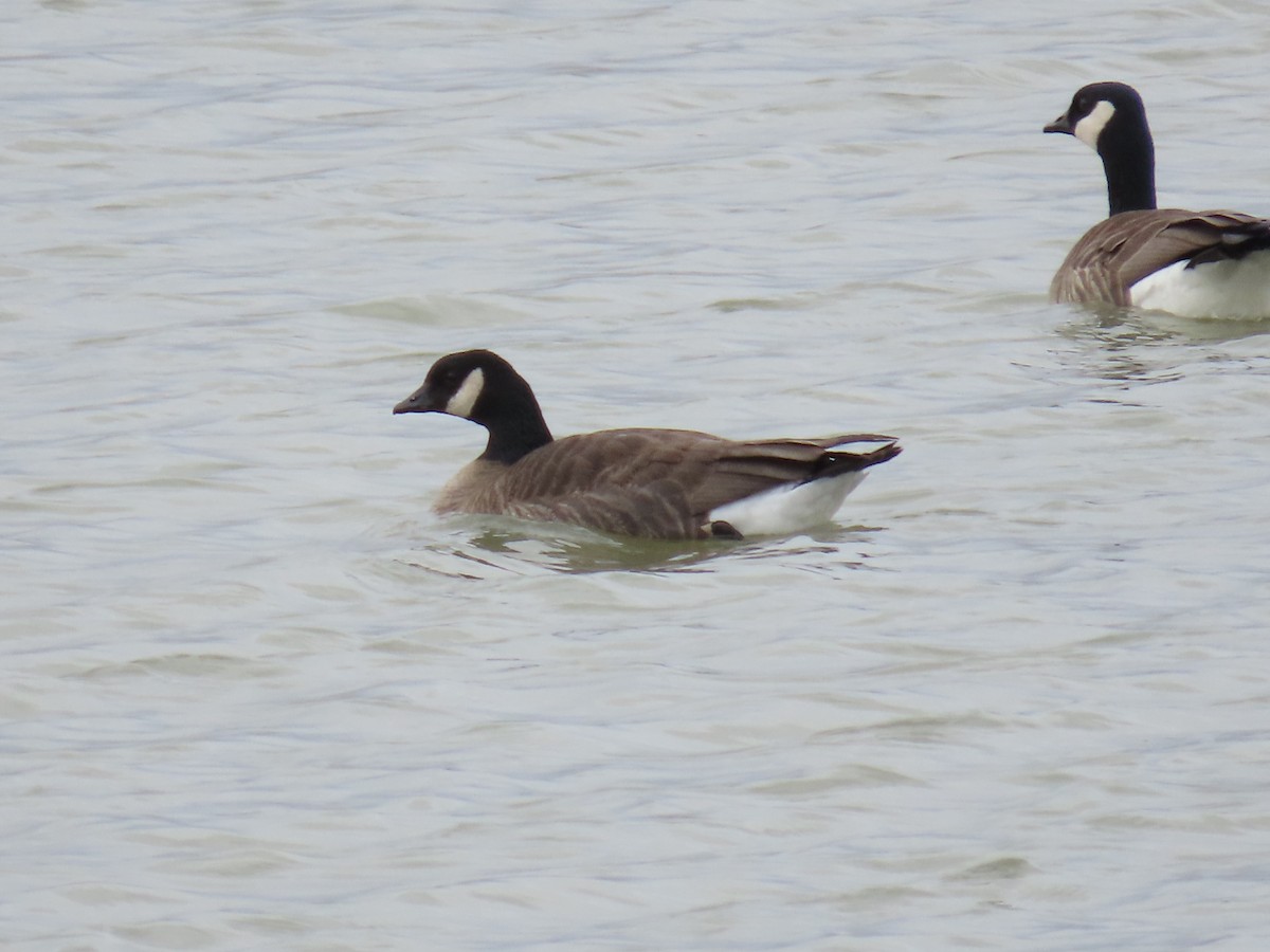 Cackling Goose (Taverner's) - ML614869274