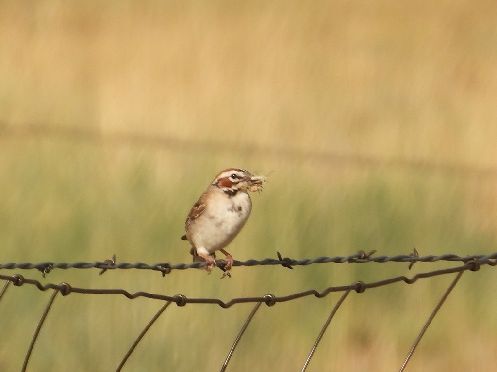 Lark Sparrow - ML614869321