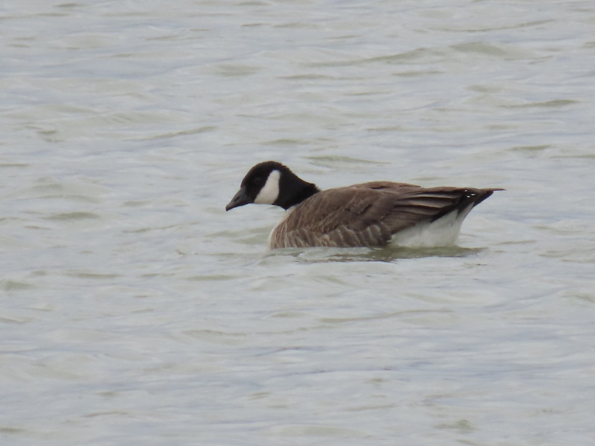 Cackling Goose (Taverner's) - ML614869326