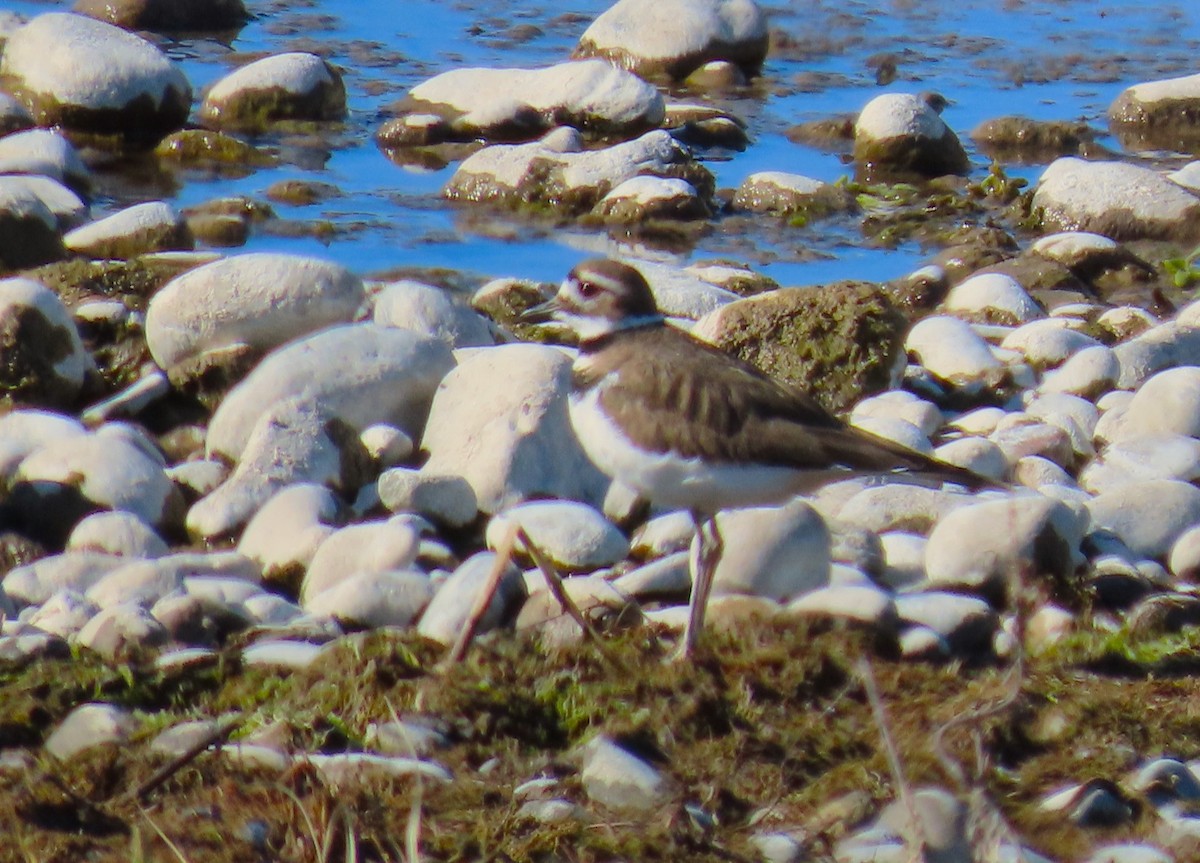 Killdeer - ML614869346