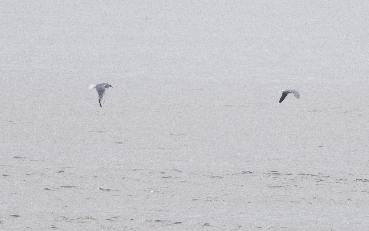 Little Gull - ML614869355