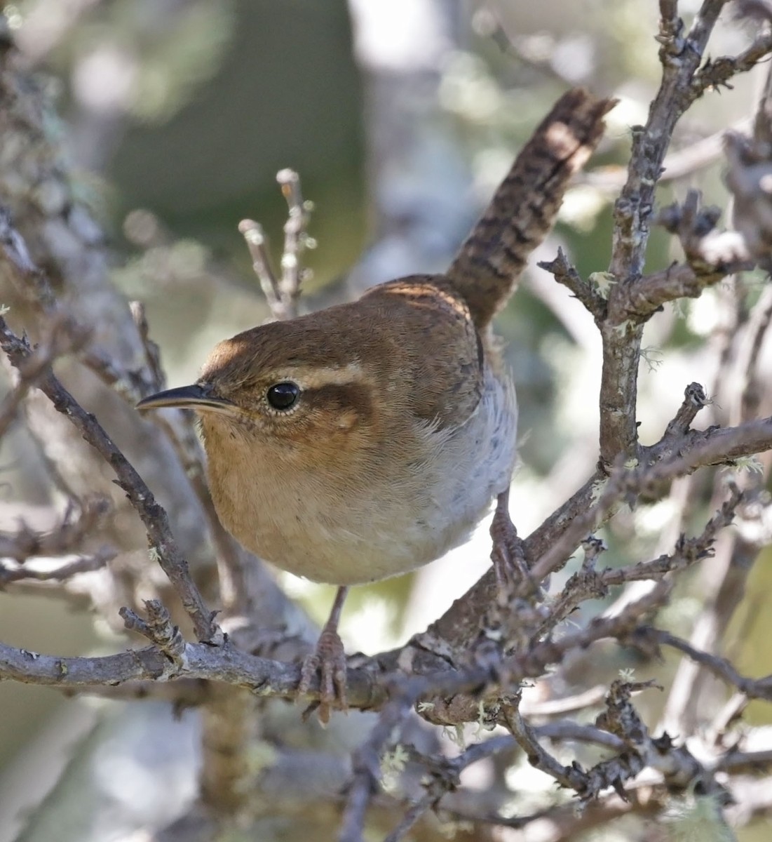 Mountain Wren - ML614869359