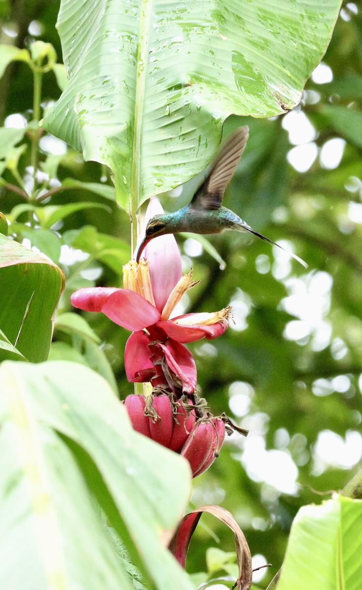 Grünschattenkolibri - ML614869381