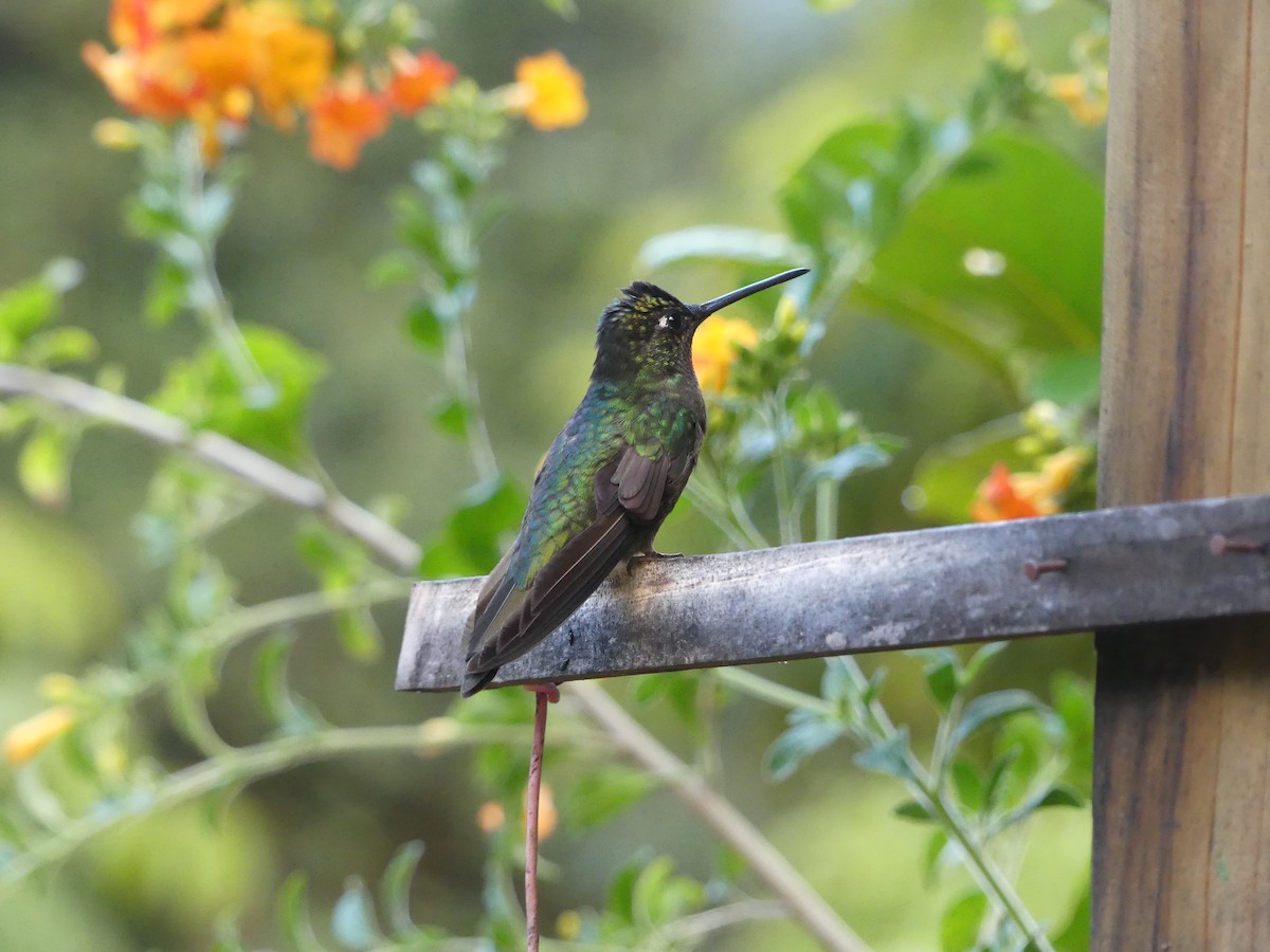 talamancakolibri - ML614869429