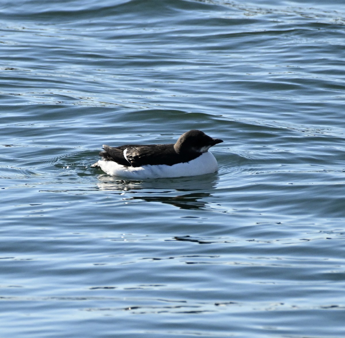 Thick-billed Murre - ML614869446