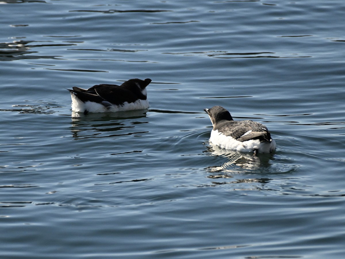 Thick-billed Murre - ML614869447