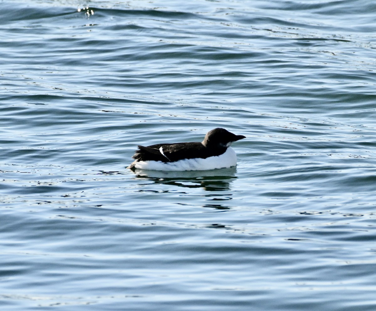 Thick-billed Murre - ML614869448