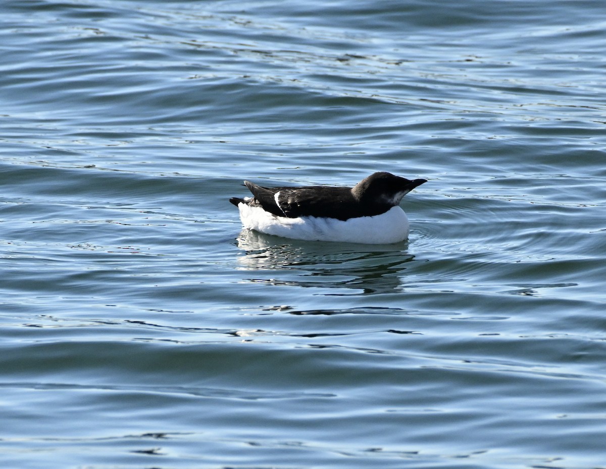 Thick-billed Murre - ML614869449
