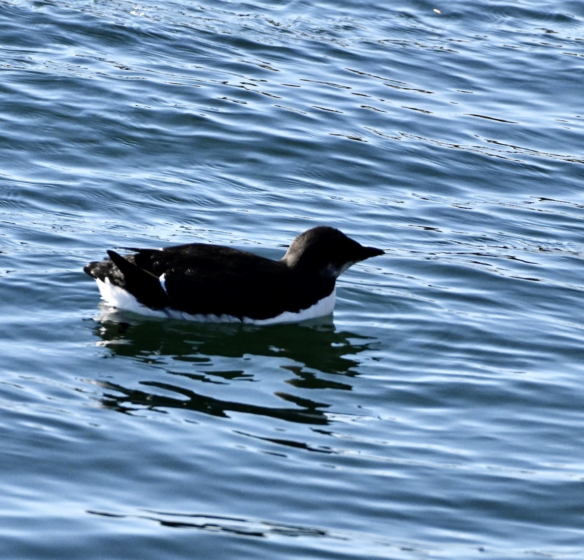 Thick-billed Murre - ML614869450