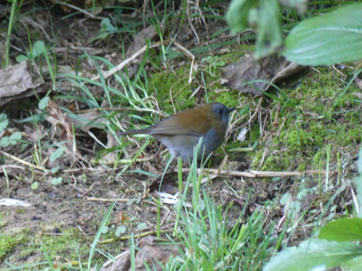 Black-billed Nightingale-Thrush - ML614869452