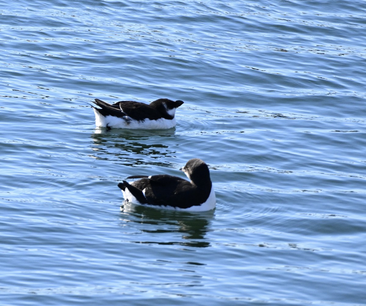 Razorbill - ML614869454