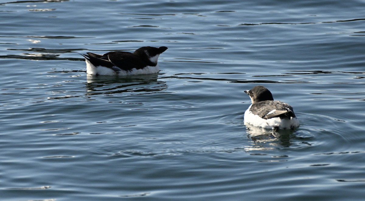 Razorbill - ML614869455