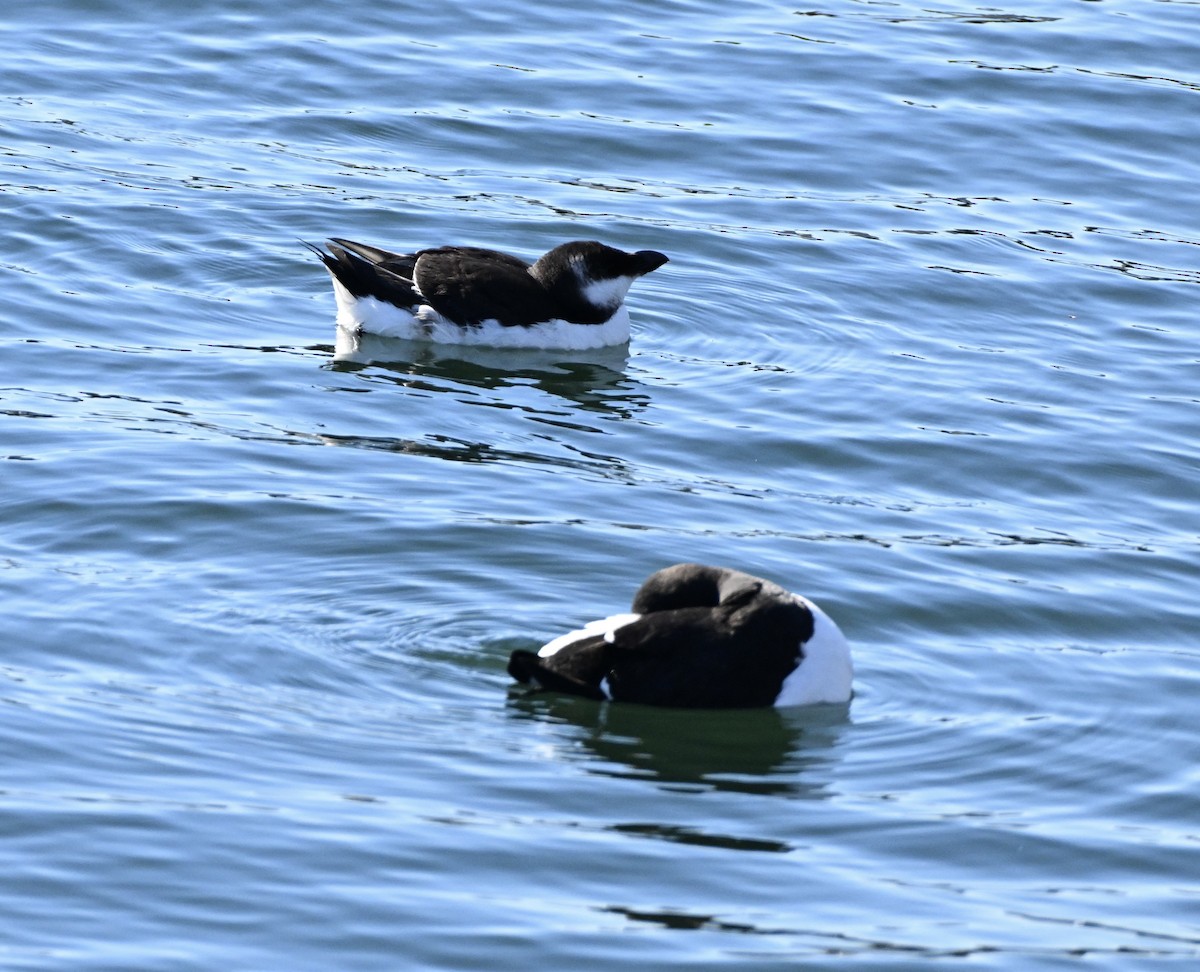 Razorbill - ML614869456