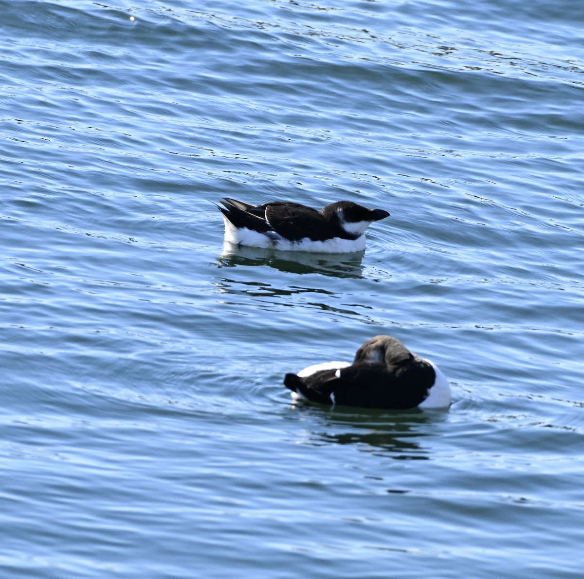 Razorbill - ML614869458