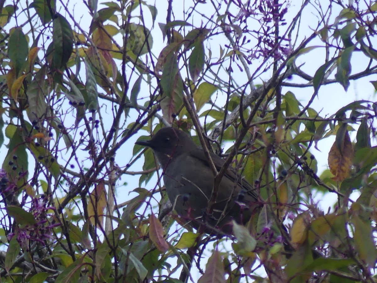 Mountain Thrush - ML614869459