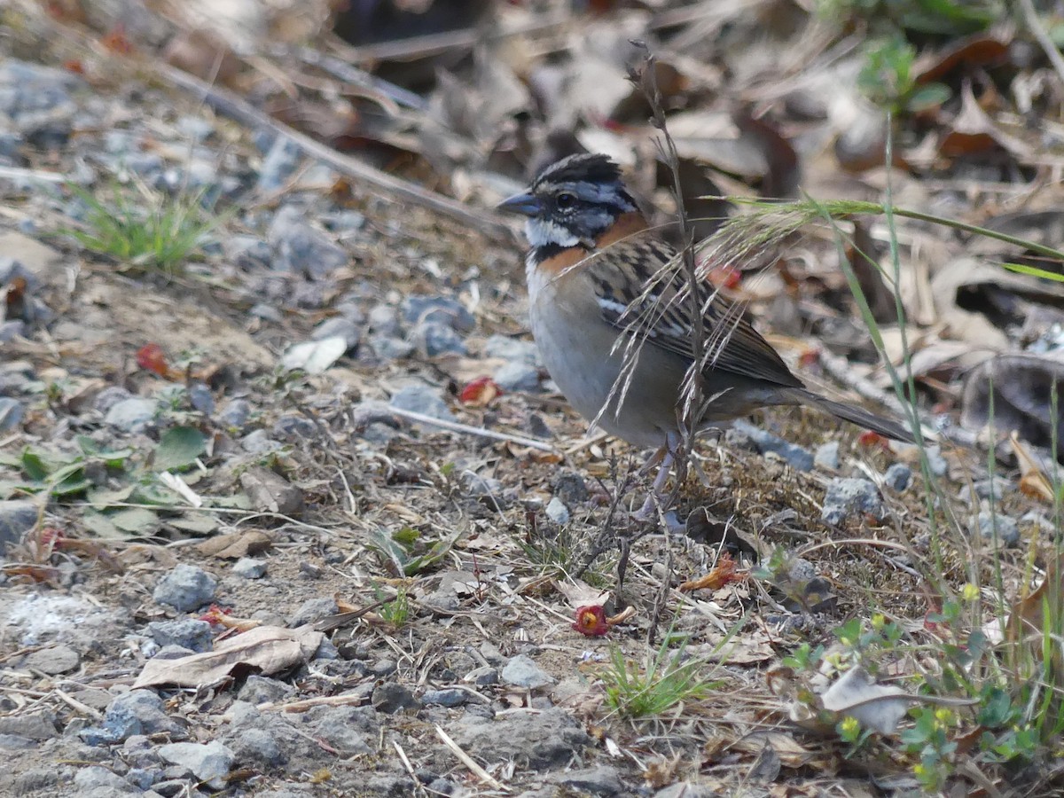 Rufous-collared Sparrow - ML614869466