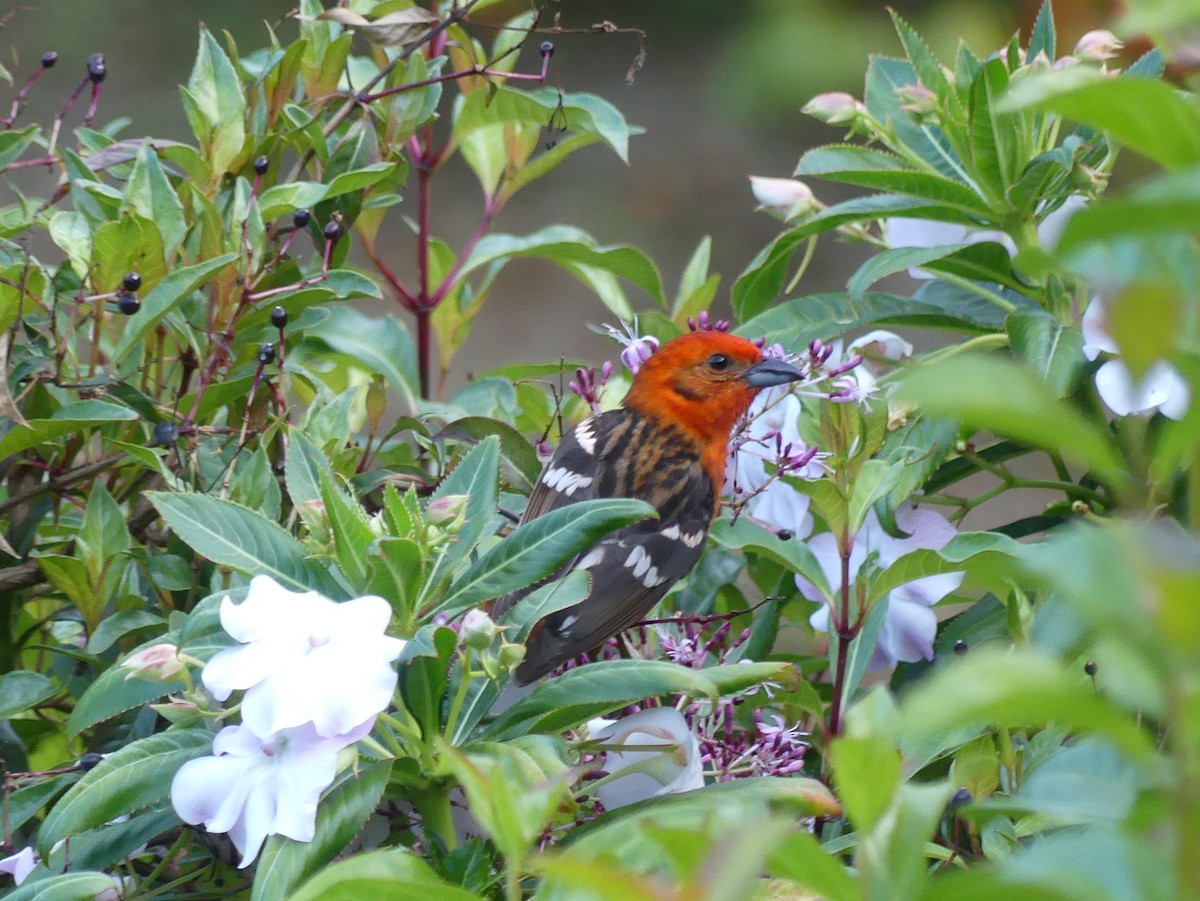 Flame-colored Tanager - ML614869470