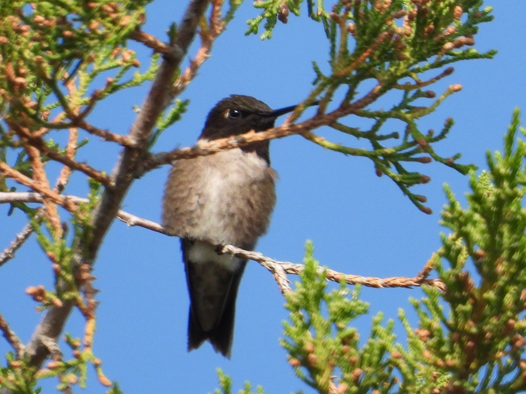 Black-chinned Hummingbird - ML614869472