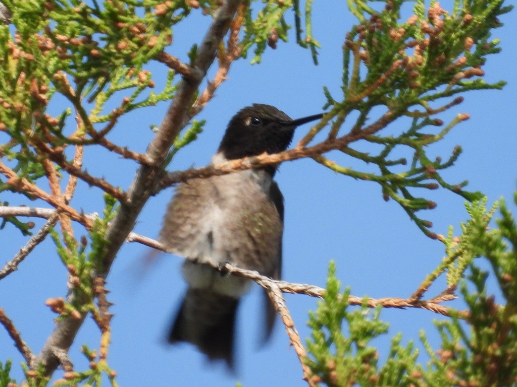 Black-chinned Hummingbird - ML614869473