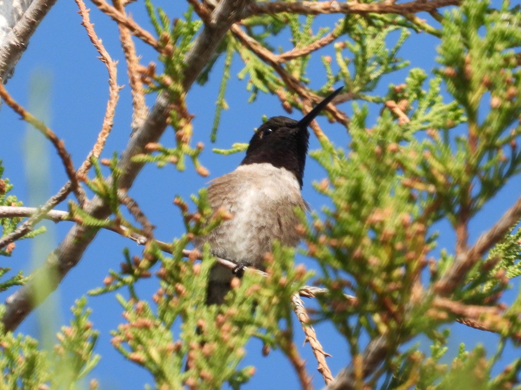 Black-chinned Hummingbird - ML614869474