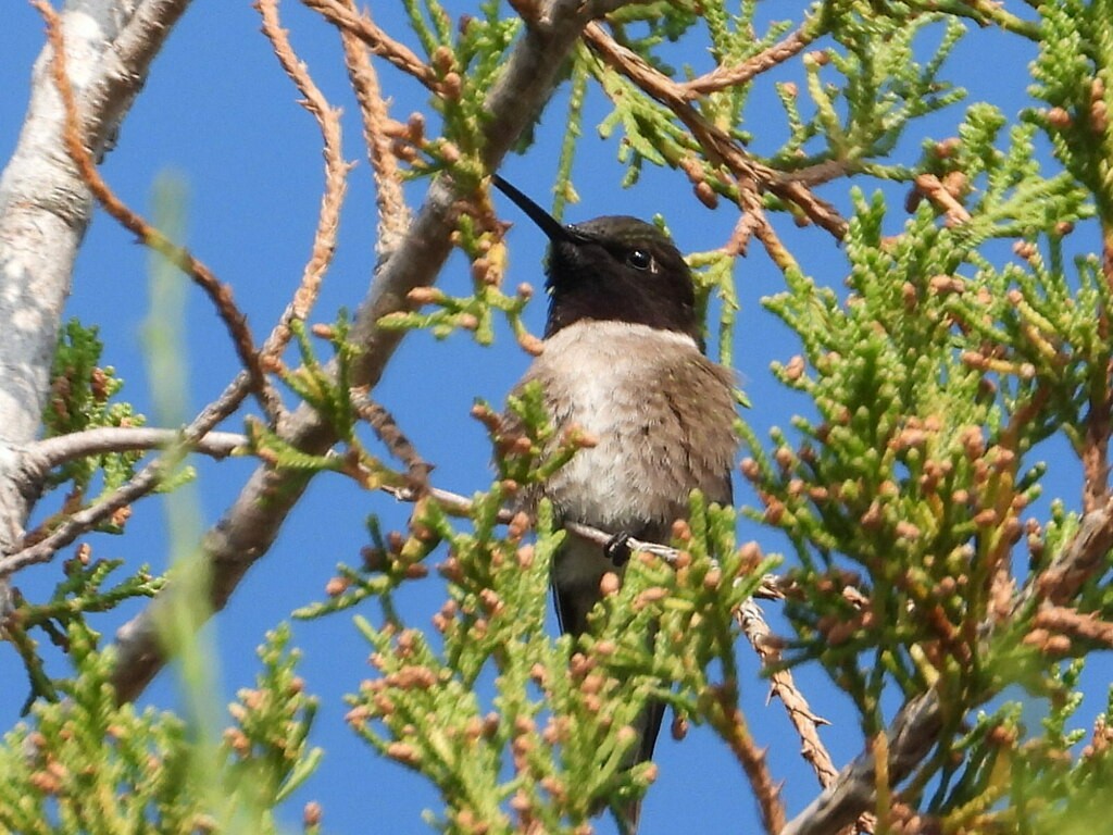 Black-chinned Hummingbird - ML614869475
