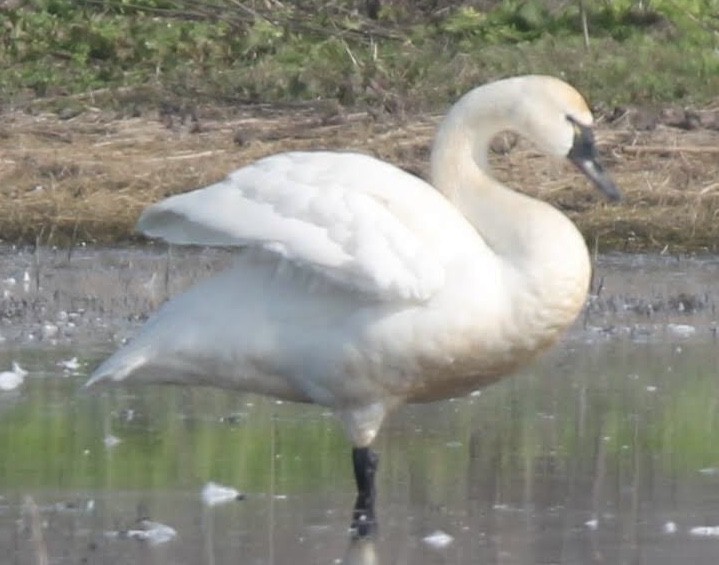 Tundra Swan - ML614869507