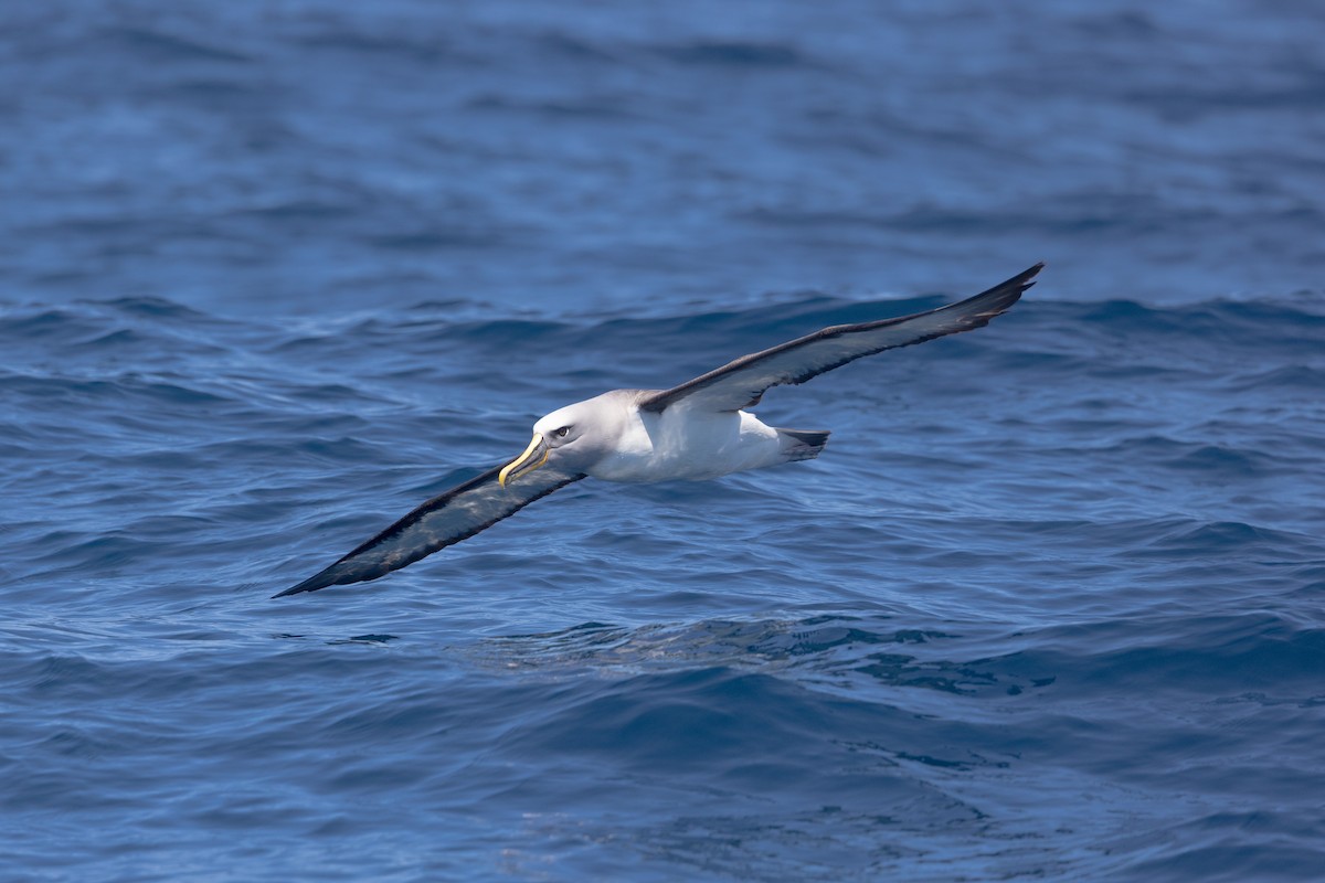 Buller's Albatross - ML614869615