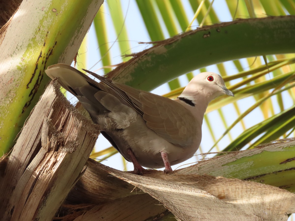 Eurasian Collared-Dove - ML614869639