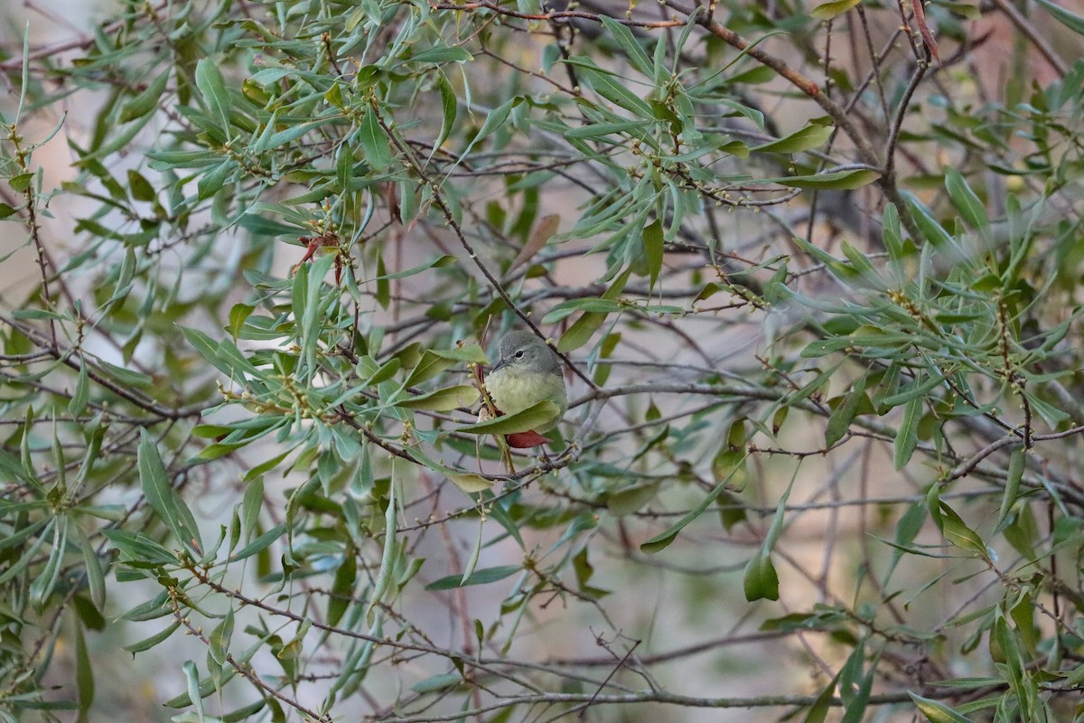 Orange-crowned Warbler - Sarah Webb