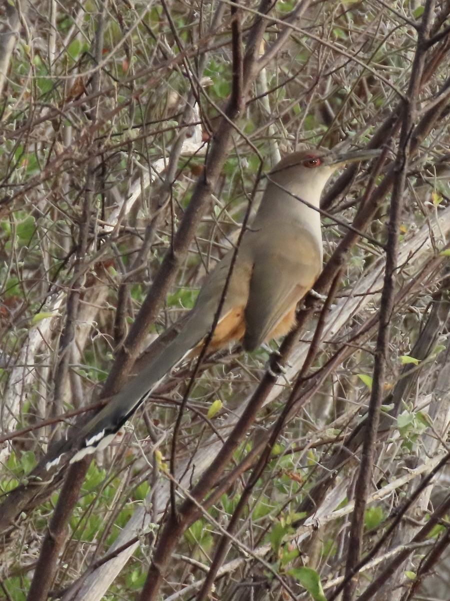 Puerto Rican Lizard-Cuckoo - ML614869667