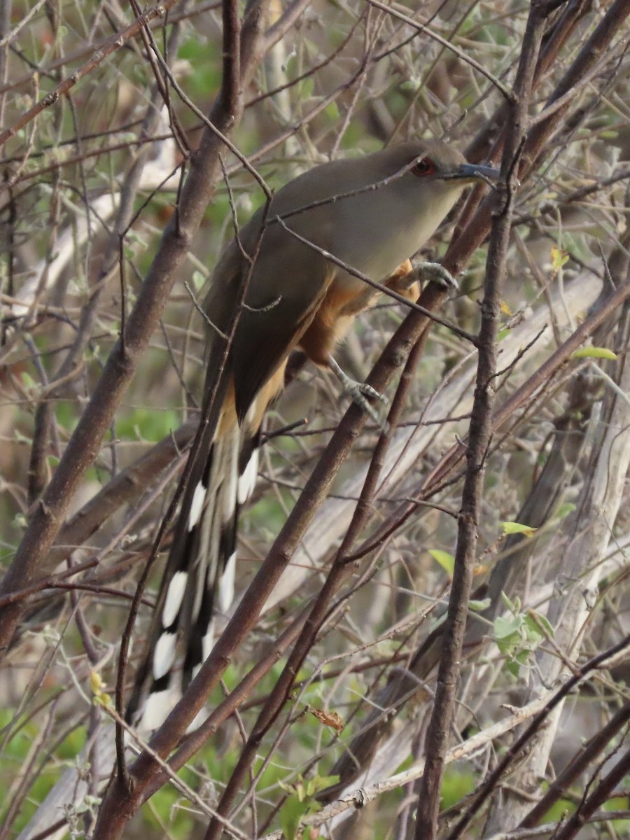 Puerto Rican Lizard-Cuckoo - Tim Carney