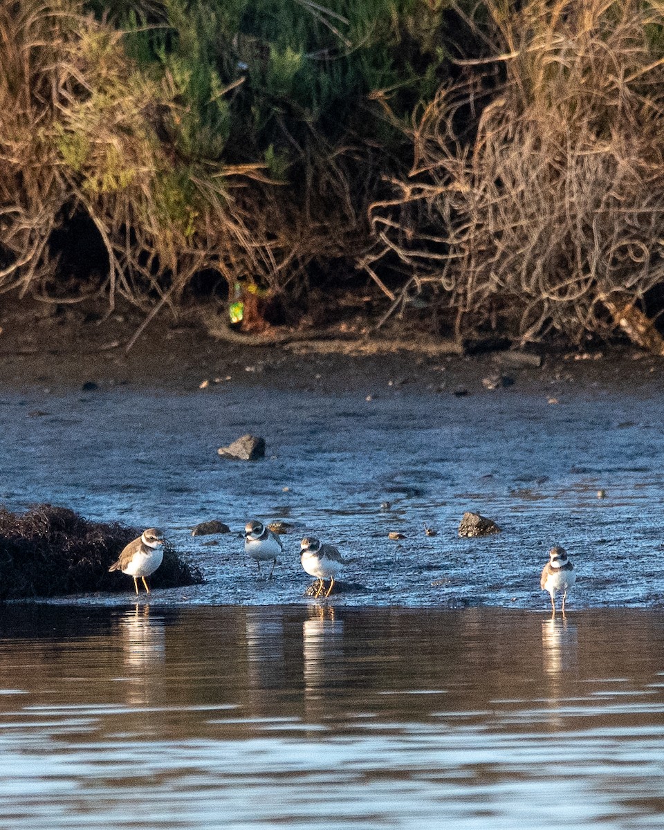 Semipalmated Plover - ML614869671