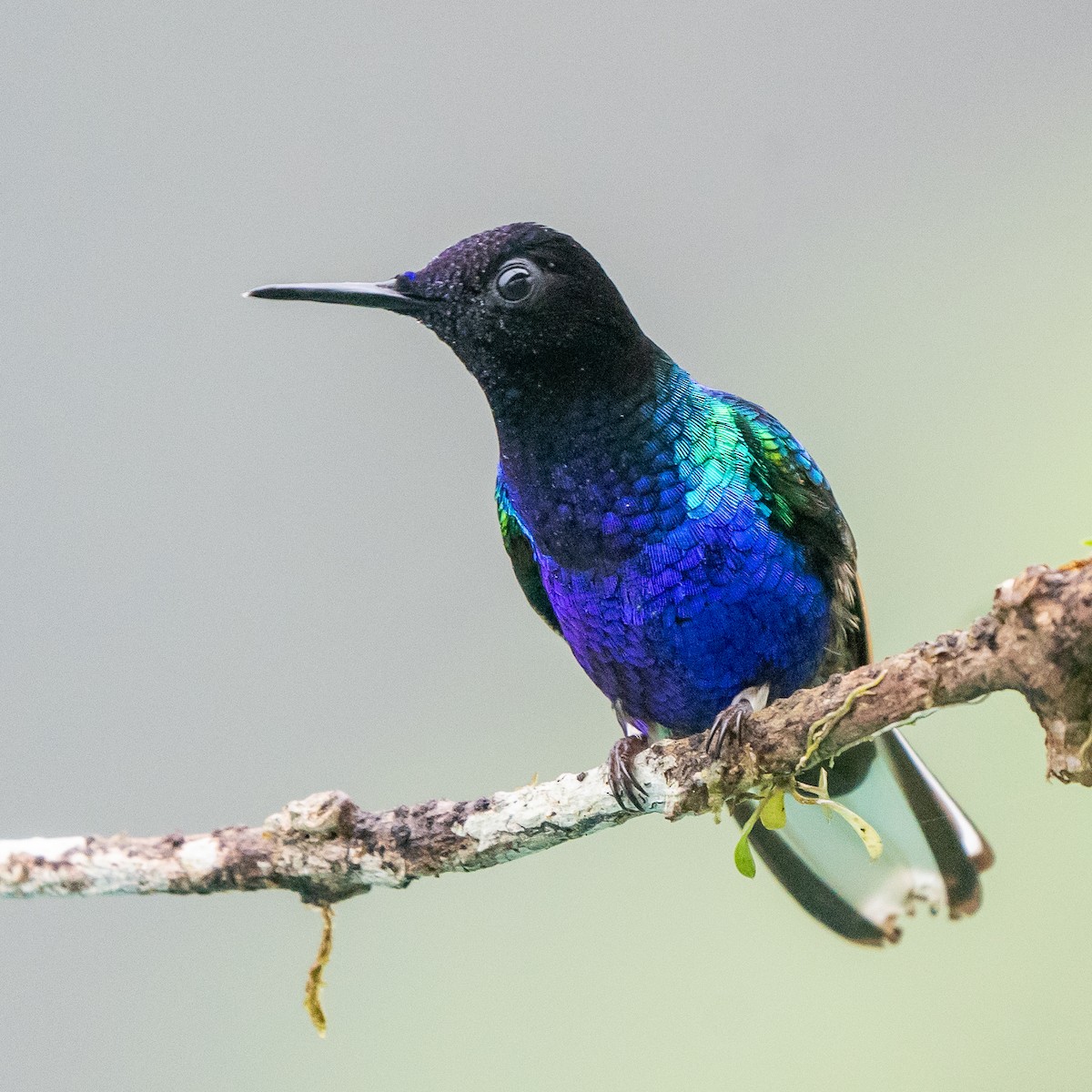 kolibřík hyacintový - ML614869682