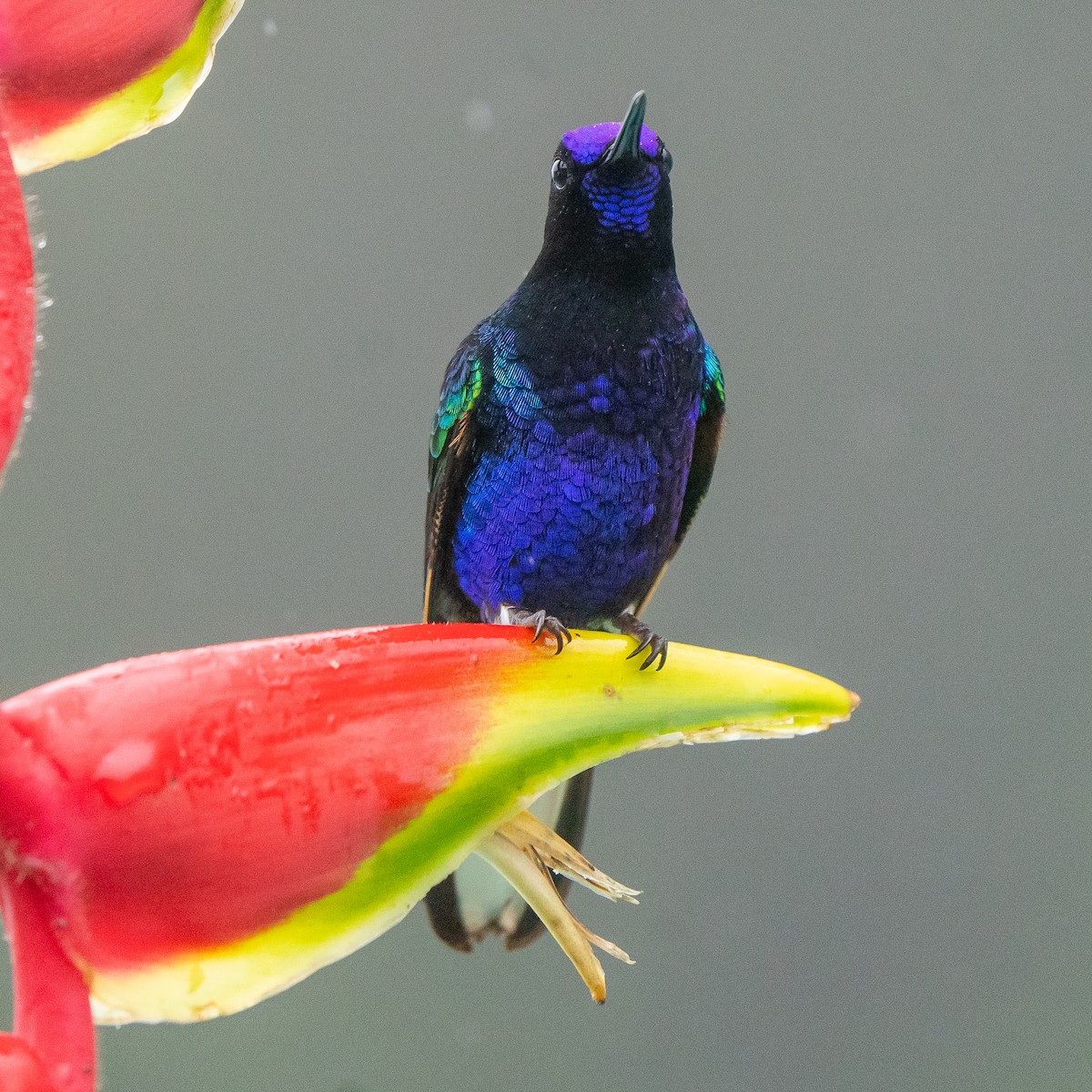 kolibřík hyacintový - ML614869686