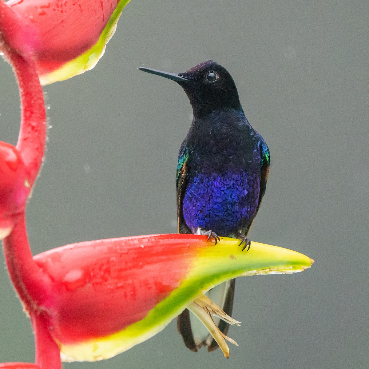 kolibřík hyacintový - ML614869687