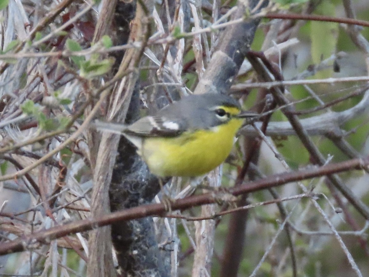 Adelaide's Warbler - ML614869691