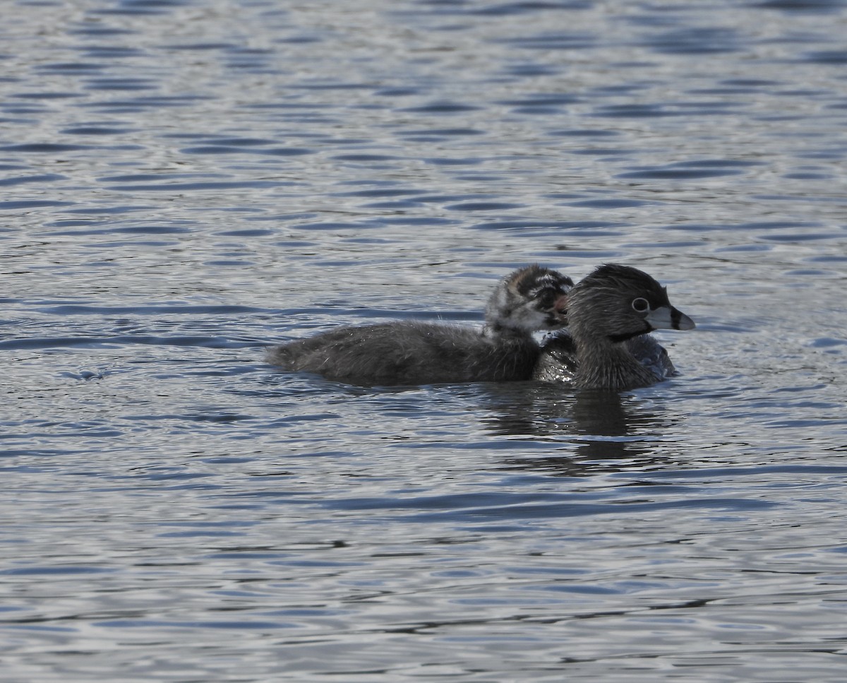 Pied-billed Grebe - ML614869744