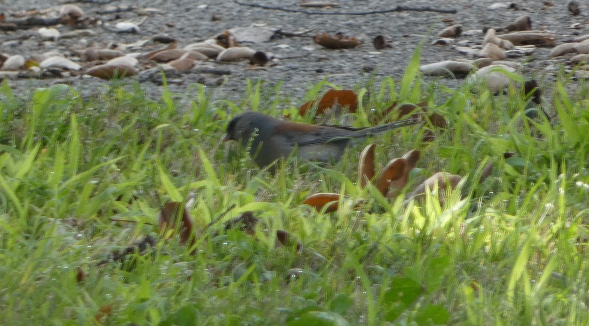 Dark-eyed Junco (Gray-headed) - Paul Clarke