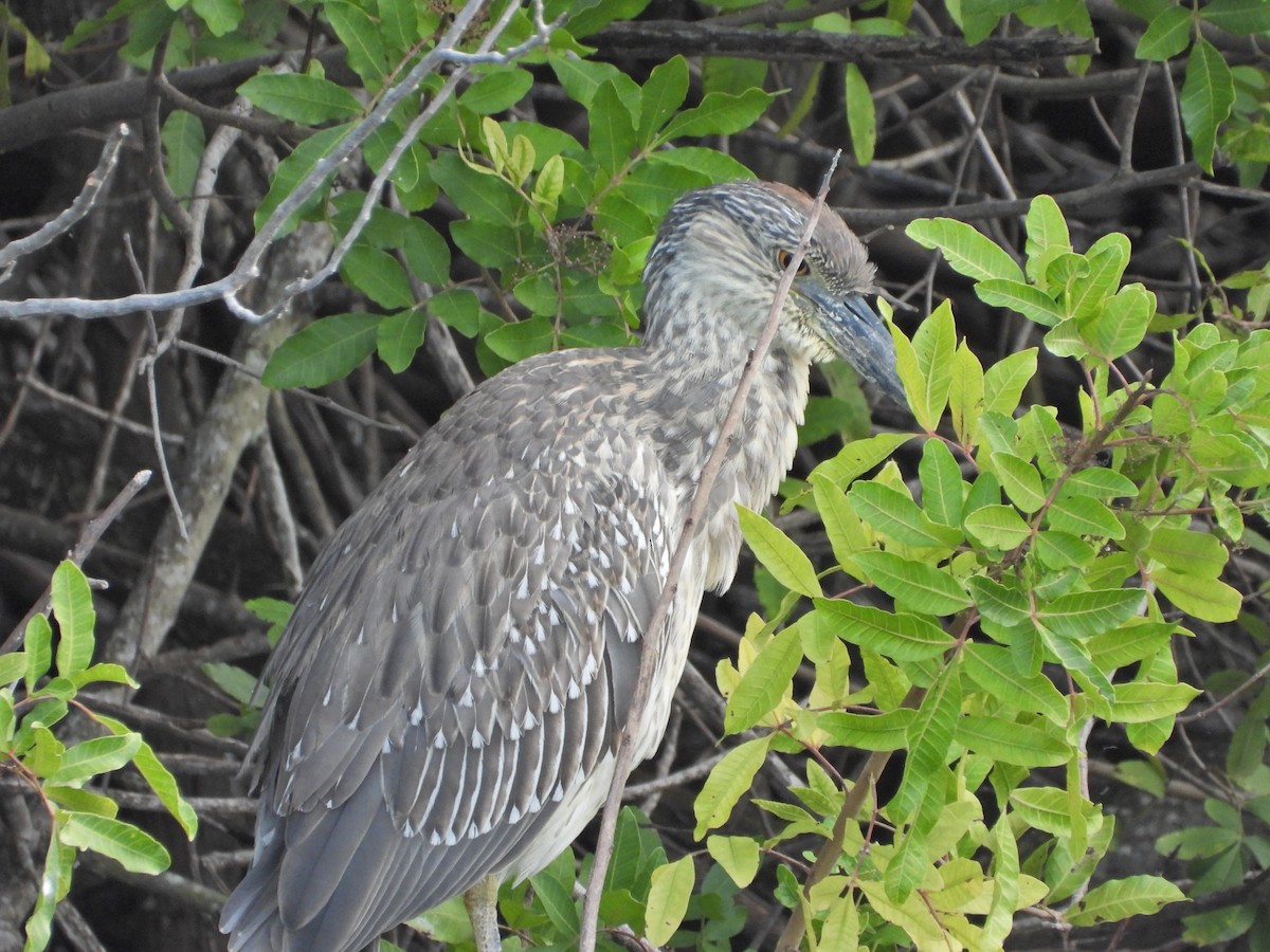 Yellow-crowned Night Heron - ML614869848