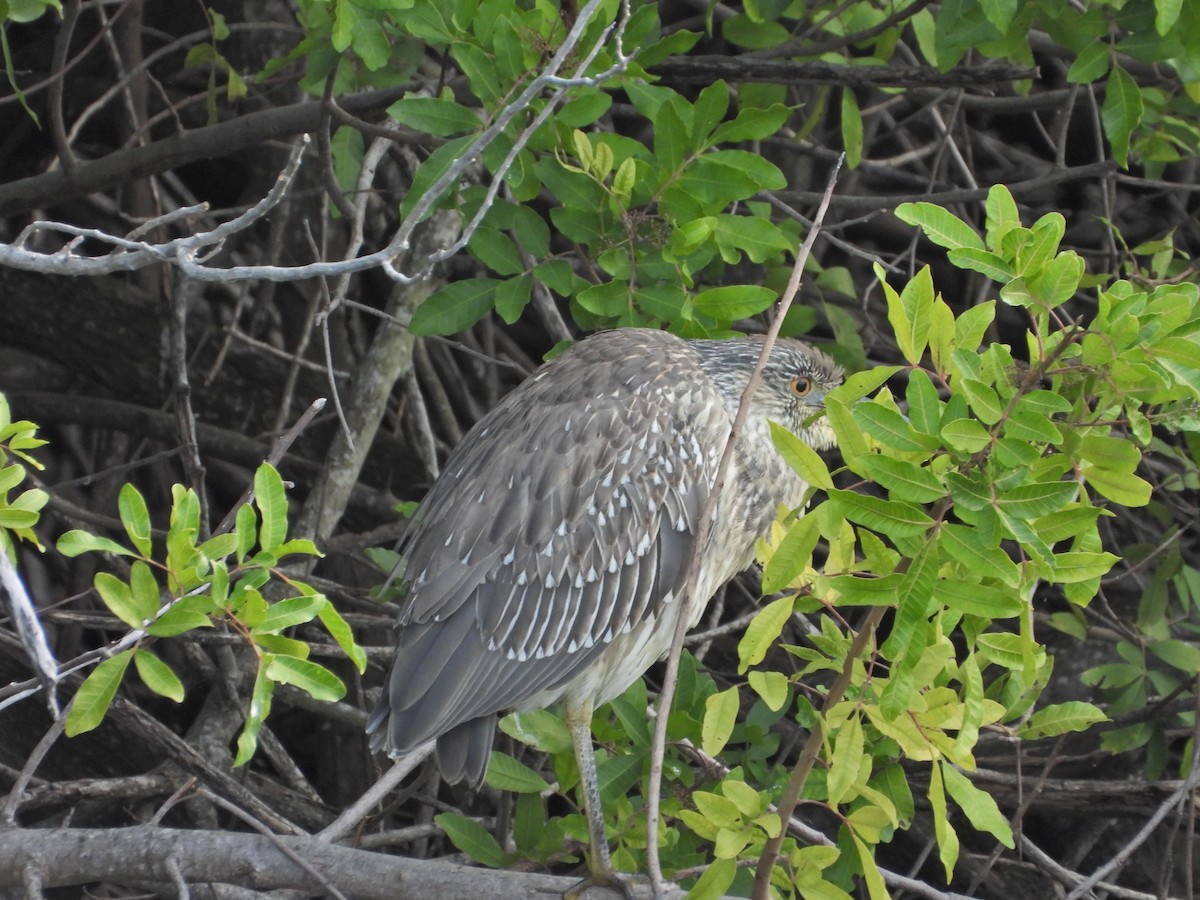 Yellow-crowned Night Heron - ML614869849