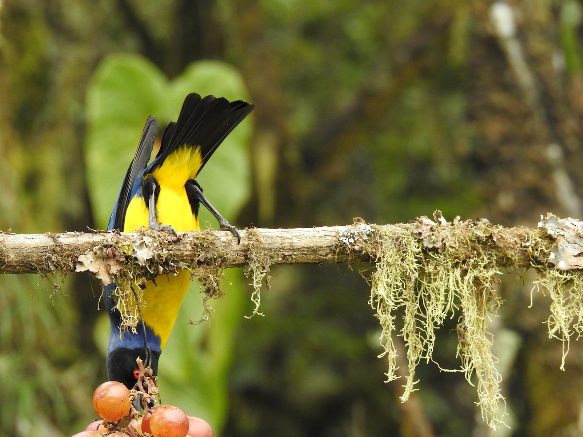 Hooded Mountain Tanager - ML614869863