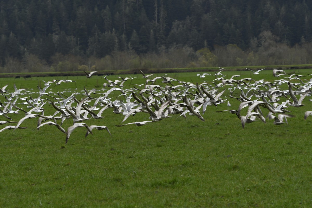 Short-billed Gull - jeff  allen