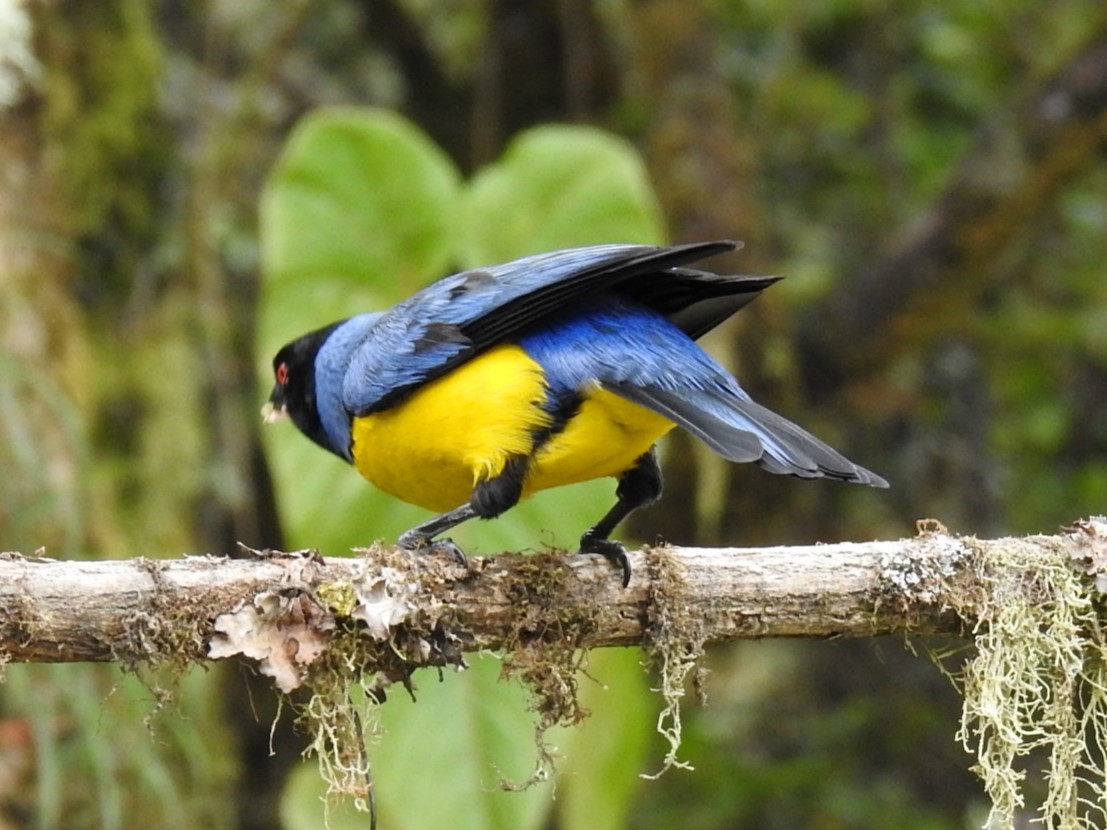 Hooded Mountain Tanager - ML614869909