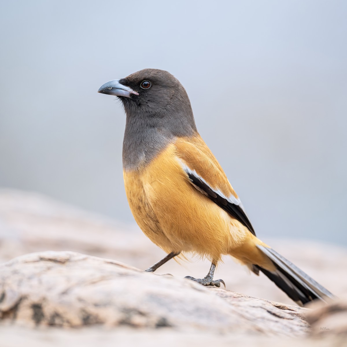 Rufous Treepie - Shailesh Pinto