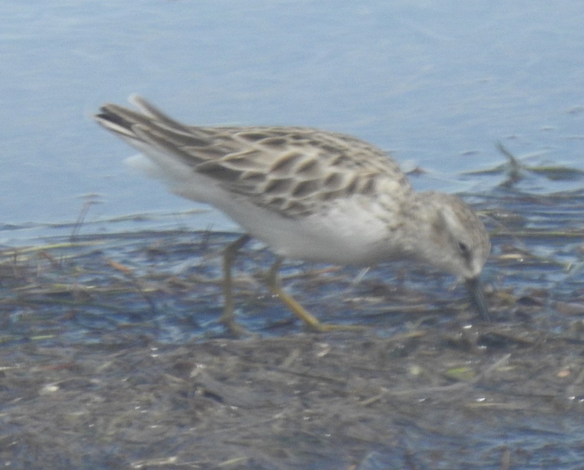 Least Sandpiper - ML614869951