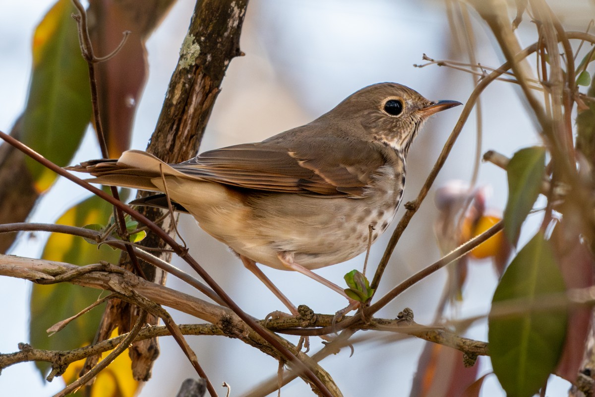 Hermit Thrush - ML614869955