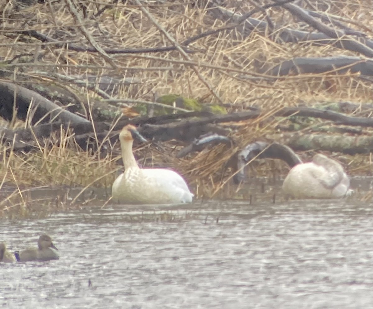 Trumpeter Swan - ML614869971