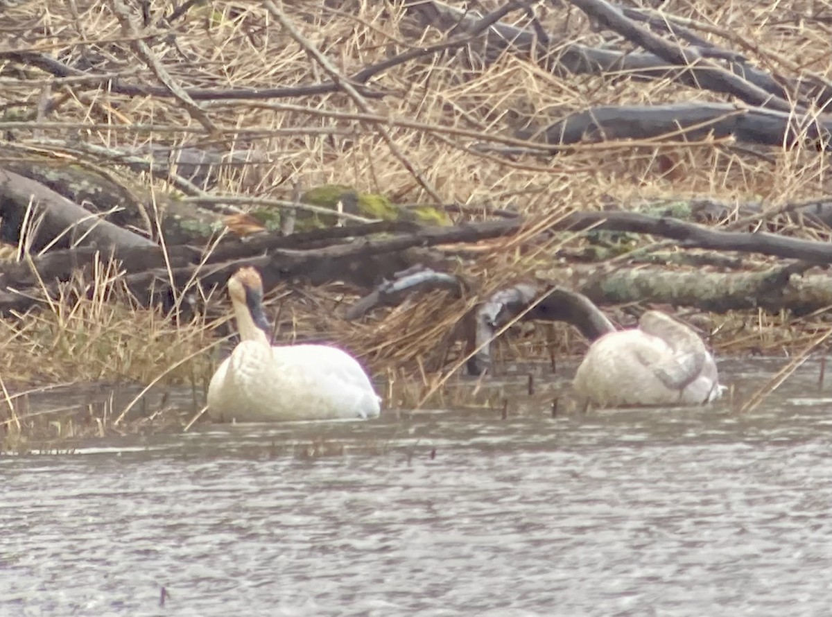 Trumpeter Swan - ML614869972