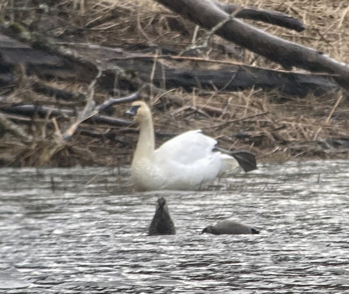 Trumpeter Swan - ML614869973